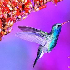 Схема вышивки «Колибри»