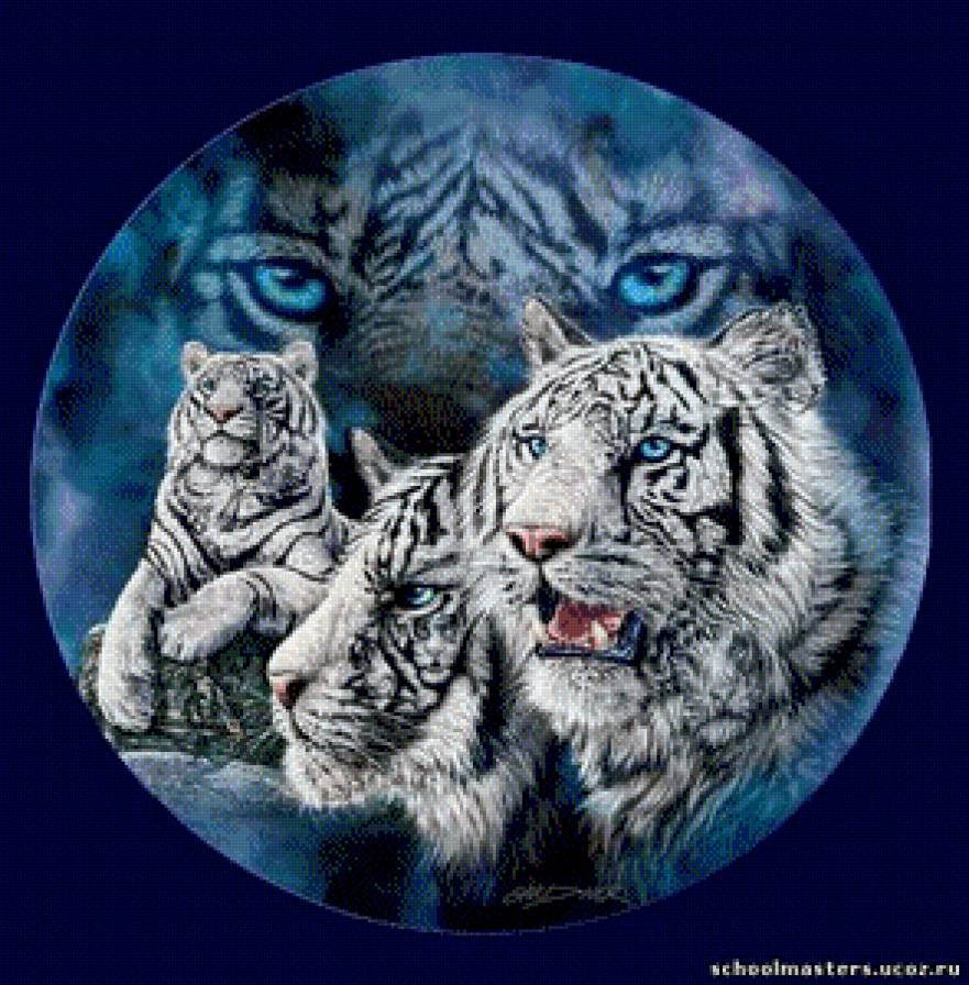 белые тигры - животные - предпросмотр