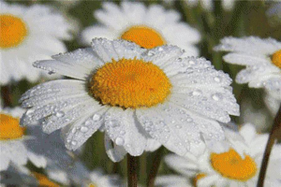 ромашки - ромашка, цветы, роса - предпросмотр