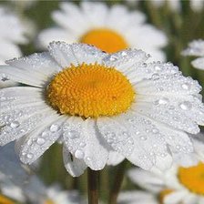 Схема вышивки «ромашки»