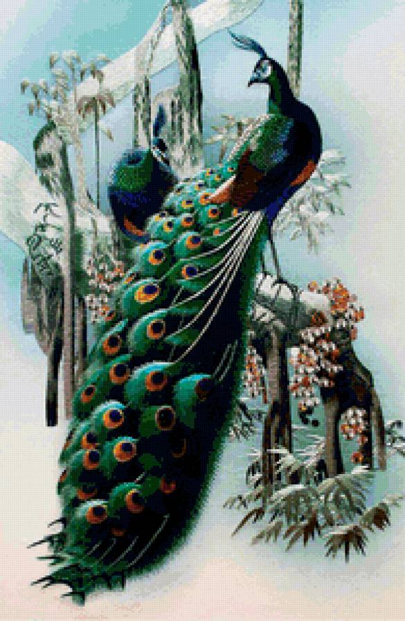 Павлины - природа, птицы - предпросмотр