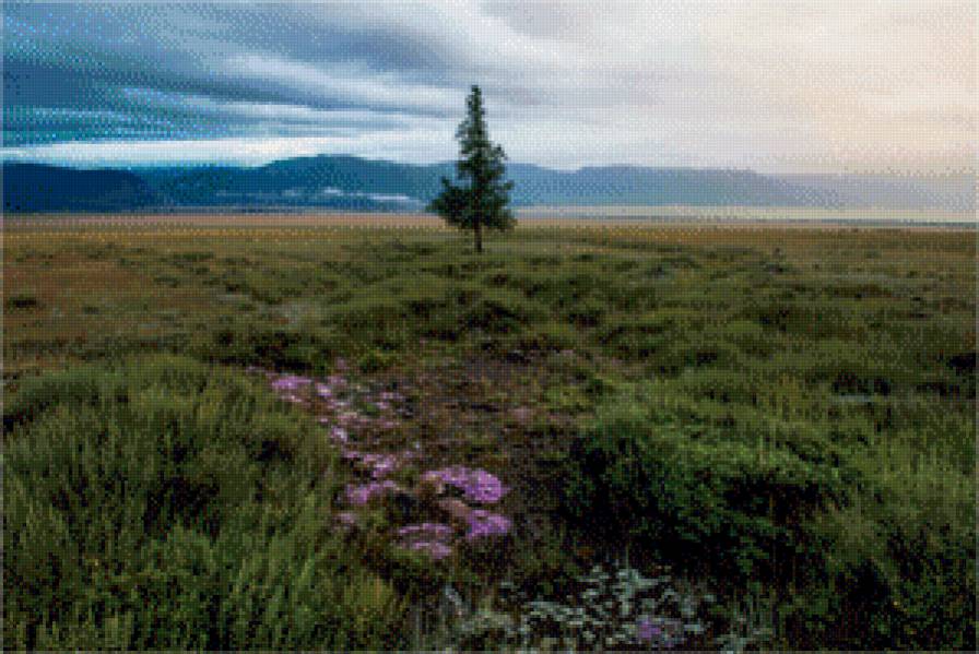 пейзаж - поле цветы ель горы рассвет - предпросмотр