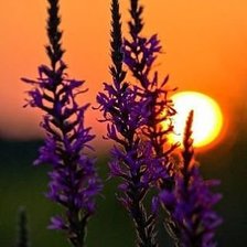 Схема вышивки «закат»