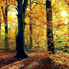 Схема вышивки «янтарная осень»