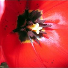 Схема вышивки «тюльпан»