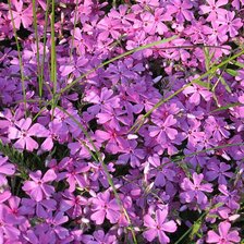 Схема вышивки «№690149»