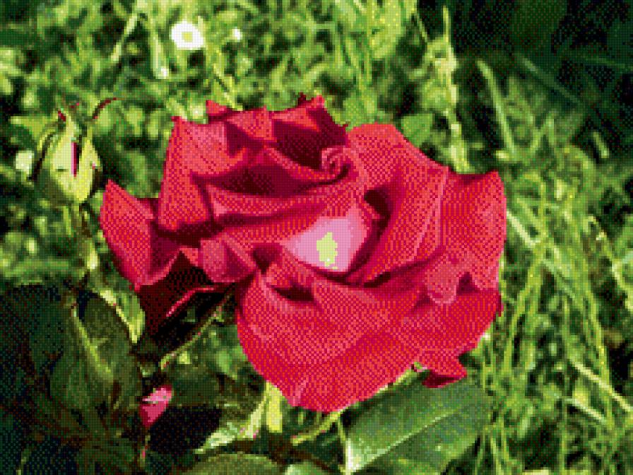 Red Rose - роза, цветы - предпросмотр