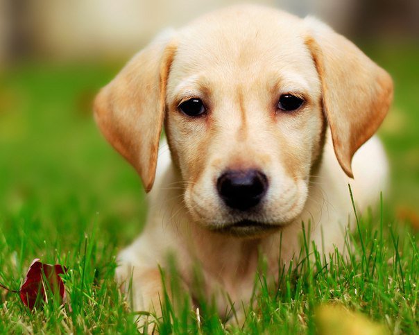 №690470 - животные, звери, собаки - оригинал