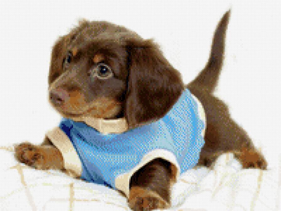 №690523 - звери, щенки, собаки, щенок, животные - предпросмотр