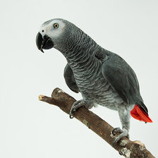 Схема вышивки «Жако»