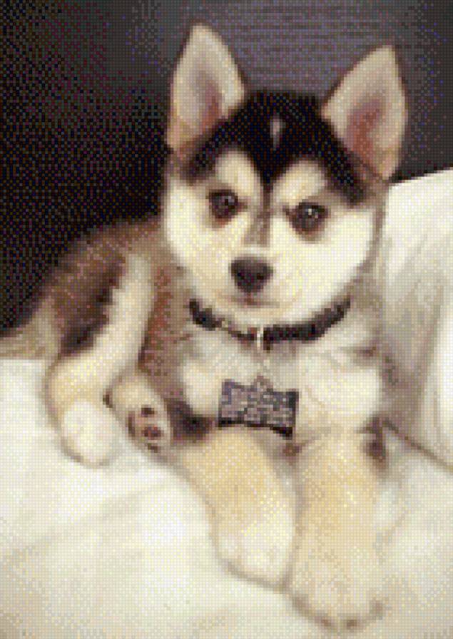 №690649 - животные, звери, собаки, щенки, щенок - предпросмотр