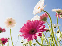 Схема вышивки «Цветульки»