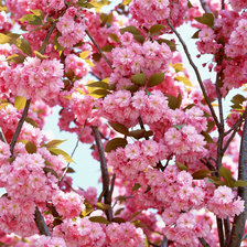 Схема вышивки «Ветки с цветами»