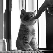 Схема вышивки «Кот»