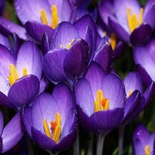 Схема вышивки «Фиолетовые цветы»