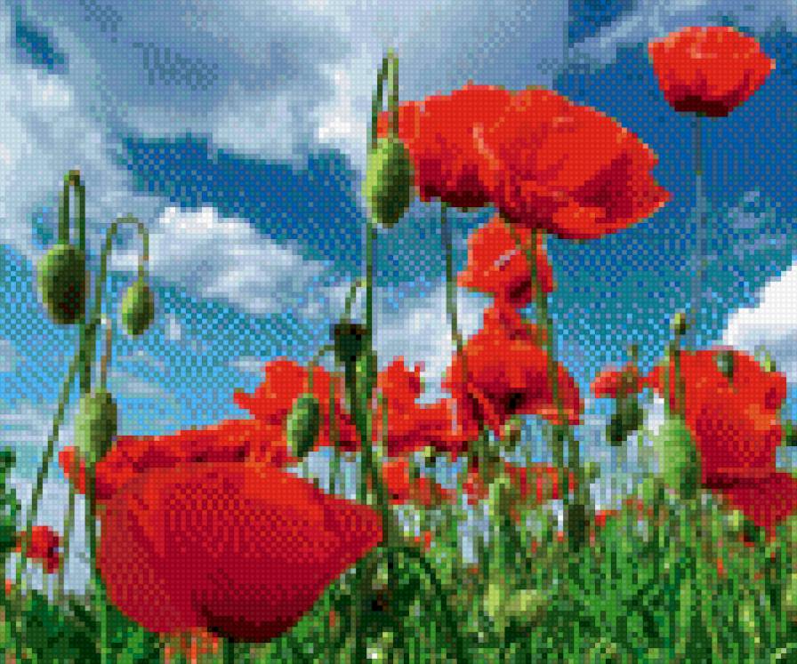 маки - цветы, природа, маки, небо, подушка, картина, облака - предпросмотр