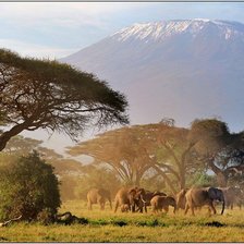 Схема вышивки «слоны»