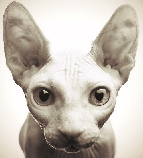 взгляд - кот, глаза, взгляд, животные, кошка - оригинал