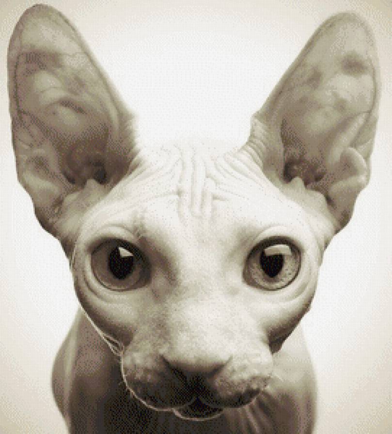 взгляд - глаза, кошка, взгляд, кот, животные - предпросмотр