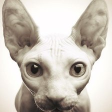 Схема вышивки «взгляд»