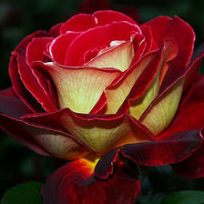 Схема вышивки «королева цветов»