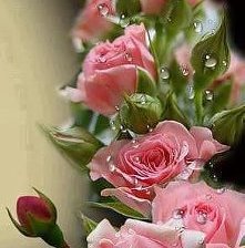 Схема вышивки «её величество-роза»