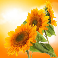 Схема вышивки «Подсолнухи»