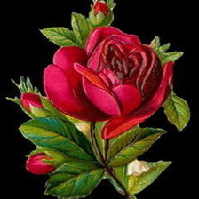 Схема вышивки «розы»