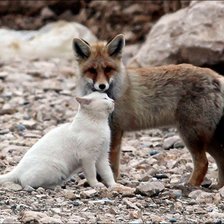 Схема вышивки «кот и лиса»