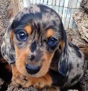 песик - оригинал