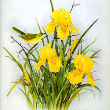 Схема вышивки «Ирисы и птичка»