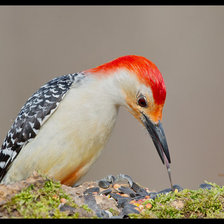 Схема вышивки «дятел»