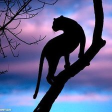 Схема вышивки «Силуэт дикой кошки»