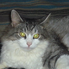 Схема вышивки «кошка»