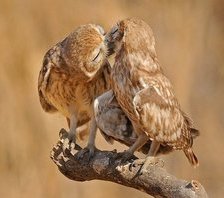 Схема вышивки «поцелуй»