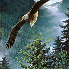 Схема вышивки «парящий орел»