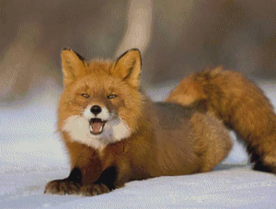 серия ,,животные" - животные.лиса - предпросмотр