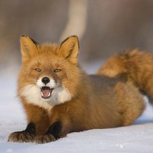 Схема вышивки «серия ,,животные"»