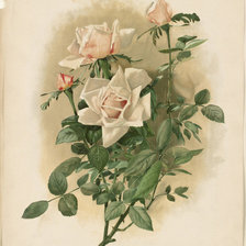 Схема вышивки «Розы»