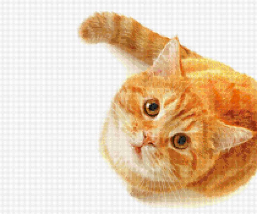 Рыжик - кот - предпросмотр