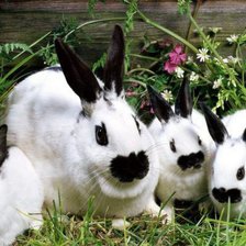 Схема вышивки «кролики»