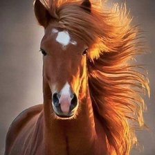 рыжий конь