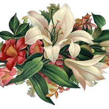 Схема вышивки «лилии»