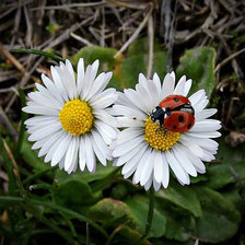Схема вышивки «ромашки»