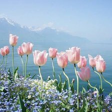 Схема вышивки «горные тюльпаны»