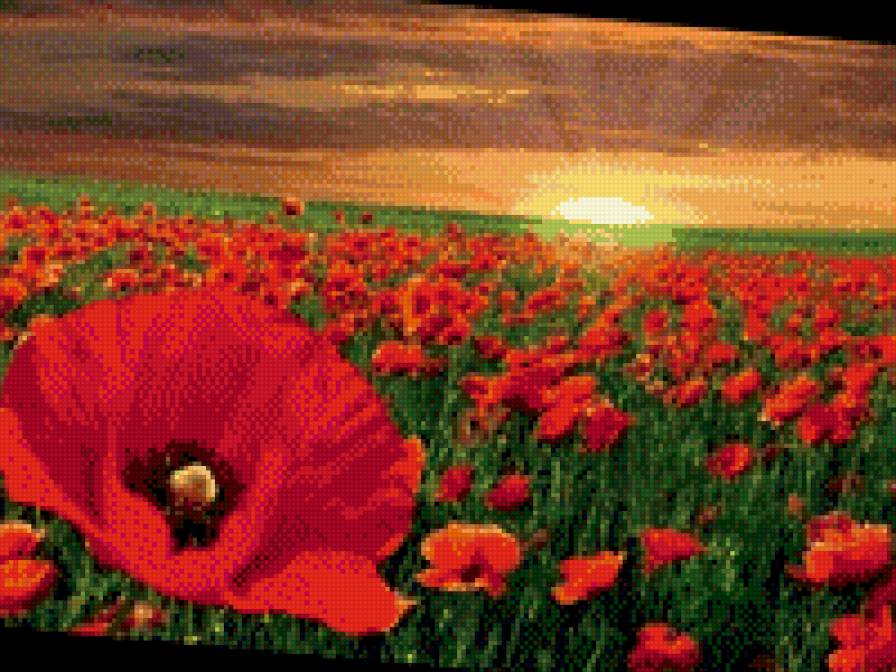 маковое поле - пейзаж - предпросмотр