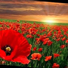 маковое поле