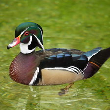 Схема вышивки «птицы»