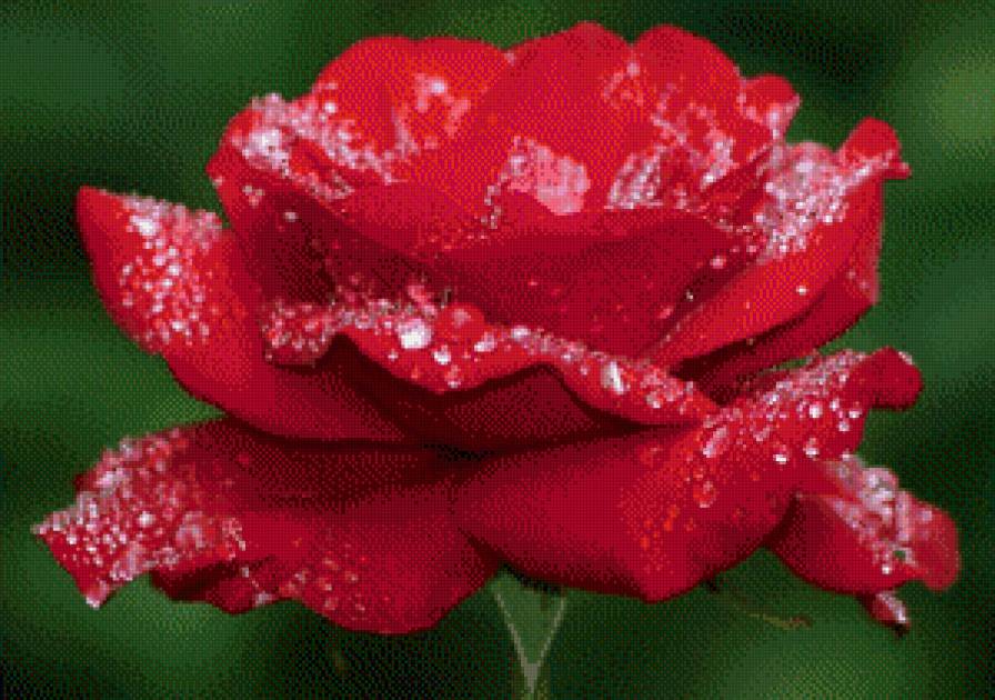 Красная роза - роза - предпросмотр