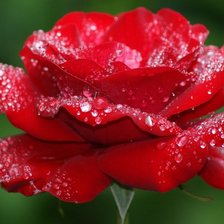 Красная роза